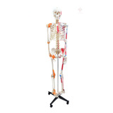 Esqueleto Humano 1,80 Articulado Com Ligamentos
