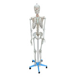 Esqueleto Humano 170cm Padrão Com Suporte E Base Com Rodas