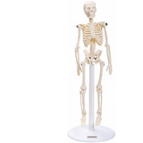 Esqueleto Humano 20cm Modelo Anatômico Articulado Suporte