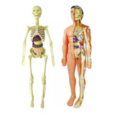 Esqueleto Humano 28cm Para Estudo De Anatomia Com Suporte
