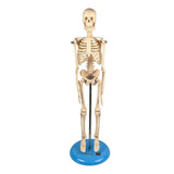 Esqueleto Humano 45 Cm De Altura C/ Suporte - Anatomic