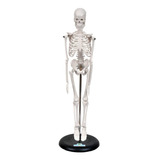 Esqueleto Humano 45 Cm De Altura C/ Suporte - Sdorf