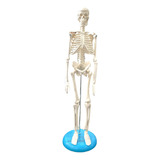 Esqueleto Humano 45 Cm Para Estudo De Anatomia Com Suporte