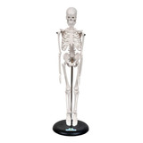 Esqueleto Humano 45cm C/ Suporte Anatomia