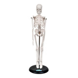 Esqueleto Humano 45cm Com Suporte Sobotta