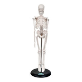 Anatomia