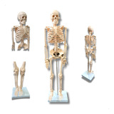 Esqueleto Humano 85 Cm - Anatomic