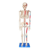 Esqueleto Humano 85 Cm, Articulado Com Inserções Musculares
