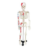 Esqueleto Humano 85 Cm. Inserções Musculares