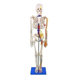 Esqueleto Humano 85 Cm Altura Nervos E Vasos Sanguíneos