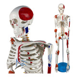 Esqueleto Humano 85 Cm C/ Inserções