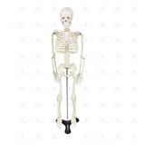 Esqueleto Humano 85 Cm De Altura Com Suporte Sd5002-sdorf