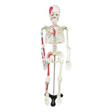 Esqueleto Humano 85 Cm Origens, Inserções