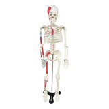 Esqueleto Humano 85 Cm Origens, Inserções