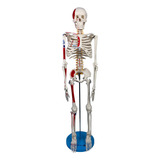 Esqueleto Humano 85cm Articulado Inserções Musculares E Base