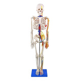 Esqueleto Humano 85cm C / Sistema