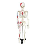 Esqueleto Humano 85cm C/ Origens Músculos E Suporte Sd5002c