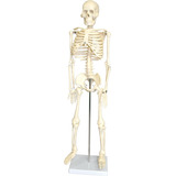 Esqueleto Humano 85cm Com Suporte