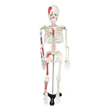 Esqueleto Humano 85cm Origens Inserções Musculares Suporte