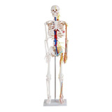 Esqueleto Humano 85cm/nervos E Ligamentos -