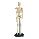 Esqueleto Humano Adulto 45cm