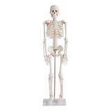 Esqueleto Humano Adulto Completo Com 85cm
