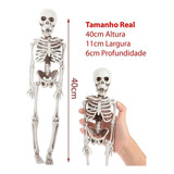 Esqueleto Humano Articulado Anatomia Humana Estudo Medicina