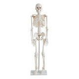 Esqueleto Humano Articulado De 85 Cm