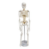 Esqueleto Humano Articulado De 85 Cm