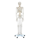 Esqueleto Humano Articulado Tamanho Real Anatomia Humana 1,8