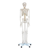 Esqueleto Humano Com 180cm