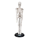 Esqueleto Humano Com 45 Cm De Altura Montado Em Suporte