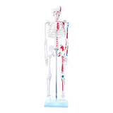 Esqueleto Humano Com Músculos Pintados - 85cm