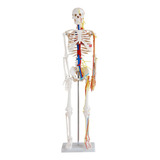 Esqueleto Humano Com Nervos E Vasos