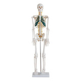 Esqueleto Humano Com Nervos Espinhais -