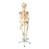 Esqueleto Humano De 168 Cm Com