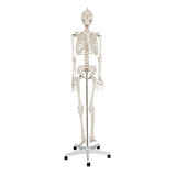 Esqueleto Humano De 180 Cm Em Suporte E Rodizio