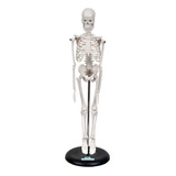 Esqueleto Humano De 45 Cm Altura Com Suporte, Anatomia