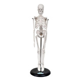 Esqueleto Humano De 45 Cm Altura
