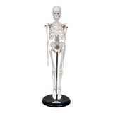 Anatomia