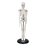 Anatomia