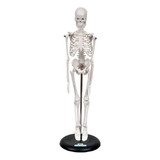 Anatomia