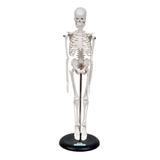Esqueleto Humano De 45 Cm Altura Com Suporte
