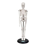 Esqueleto Humano De 45 Cm Com