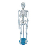 Esqueleto Humano De 85 Cm