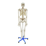 Esqueleto Humano Em Resina De 1,70