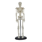 Esqueleto Humano Mini 42cm Com Suporte
