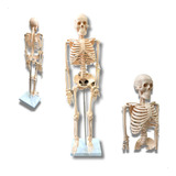 Esqueleto Humano Modelo Anatômico 85 Cm Tgd-0112