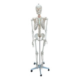 Esqueleto Humano Padrão C/ 170 Cm