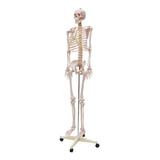 Esqueleto Humano Padrão De 1,70 Cm C/ Suporte, Haste E Rodas
